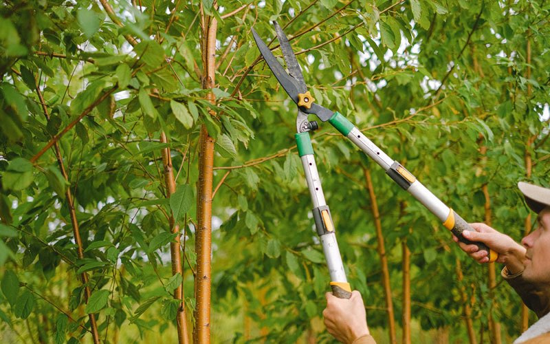 Tree trimming in Iroquois, IL